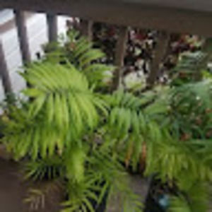 Meet your Posher, Yolanda